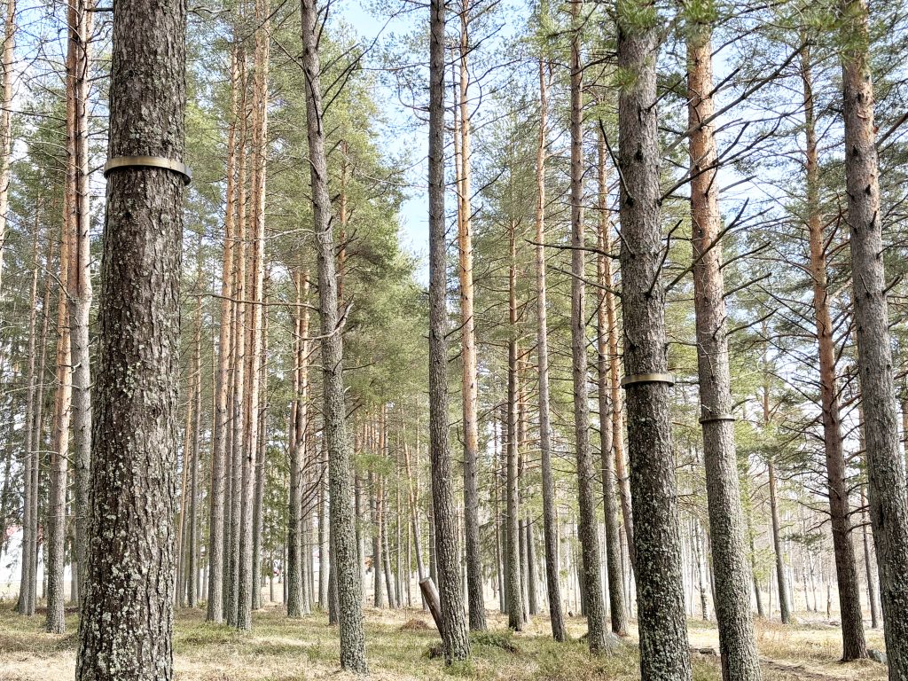 Foto. Konstverket Skyddsandens cirkel.